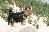 YORKSHIRE TERRIER 034